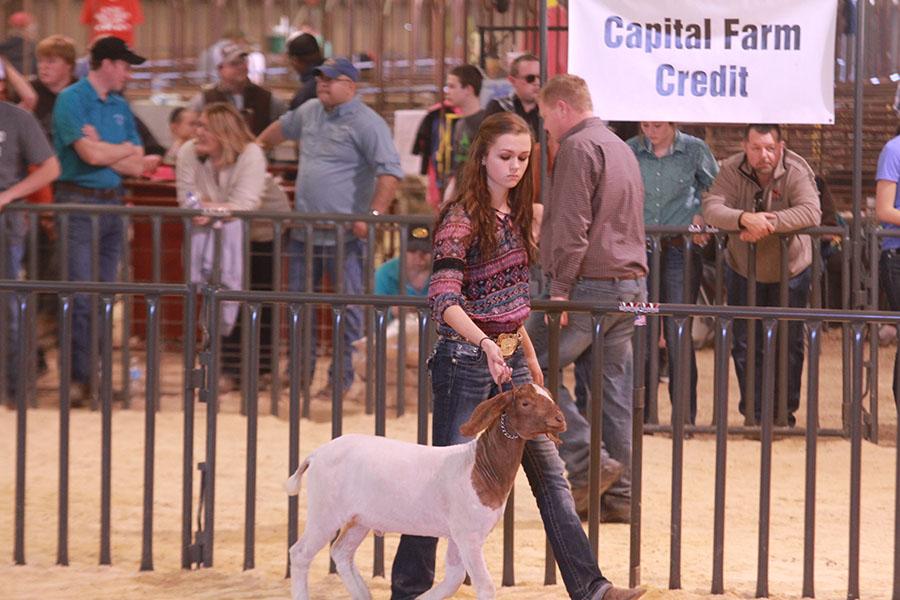 Junior+Katie+Hebdon+shows+her+goat+at+the+Williamson+Country+Livestock+Show.