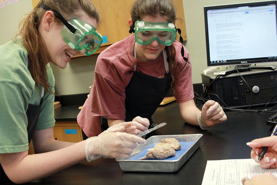 Seniors Caitlin Meuth and Shelby Hooper dissect a sheeps brain in Samuel Rodriguezs eighth period Anatomy and Physiology class.