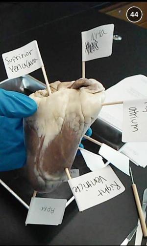 A cow heart from the dissection in Danna Nelson's Principles of Biomedical Science class.