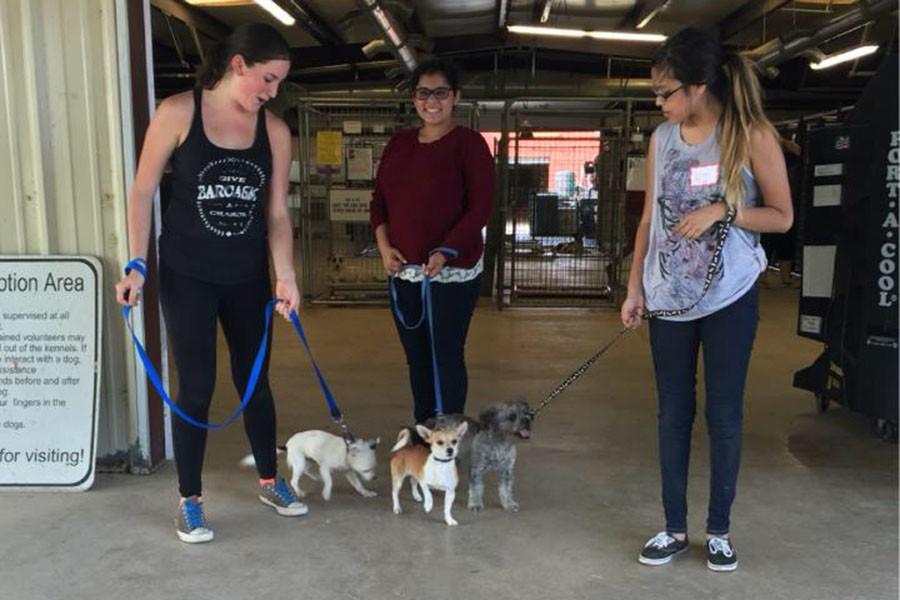 Freshmen Emma Espinosa, Julia Hernandez, Jessica Hernandez walk dogs at Texas Humane Heroes.