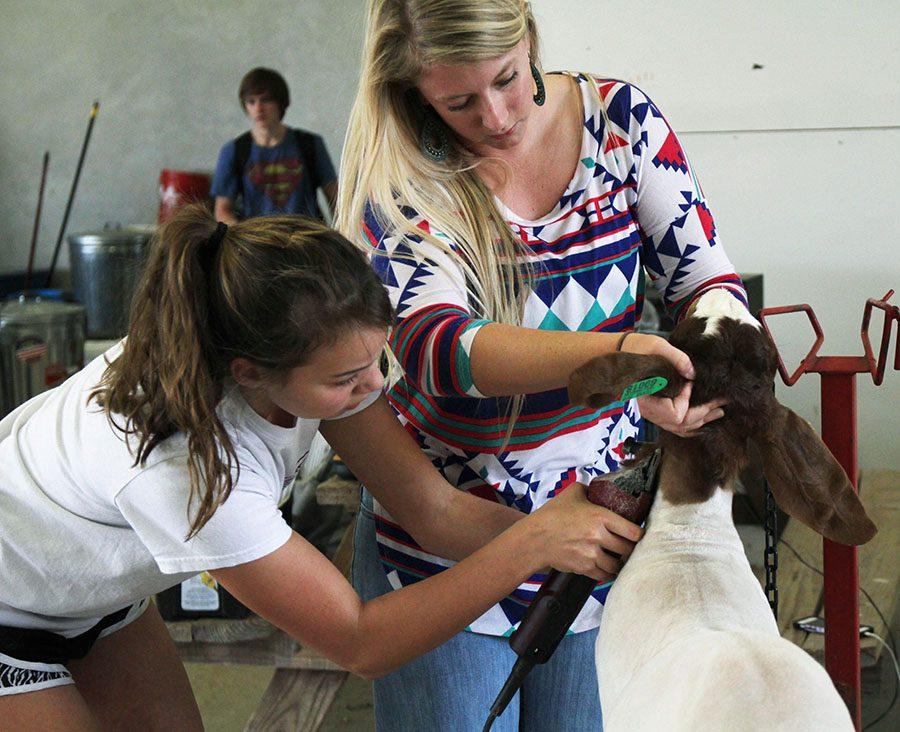 After school, freshman Mikayla Vicenik and Agriculture teacher Jacqueline Cole shave Vicenik’s goat in the Ag barn. The FFA students were prepping the animals for an upcoming competition. “I was shaving my goat and getting hair everywhere,” Vicenik said. “It’s my first year in FFA so it was a learning experience and I had a lot of fun.”