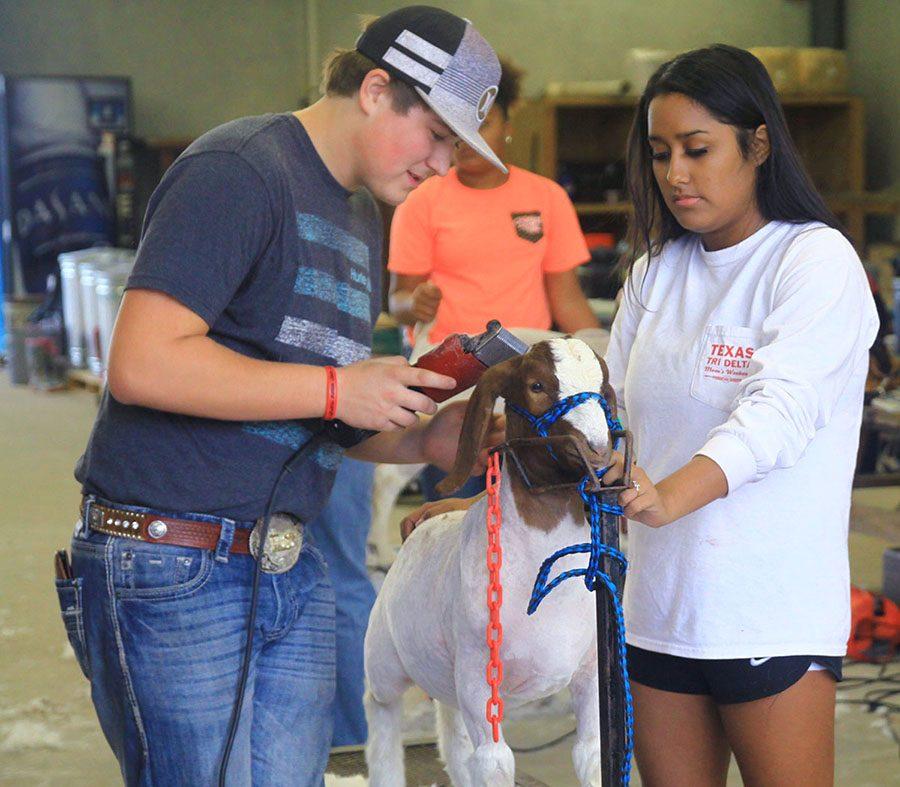 At the Ag barn, junior Caleb Corbell and sophomore Allie Hill shear Corbell’s goat. Corbell, who has been in FFA since freshman year, named the goat Bullet after his sister came up with the name. “I like learning how to take care of the animals and how to show them,” Corbell said.