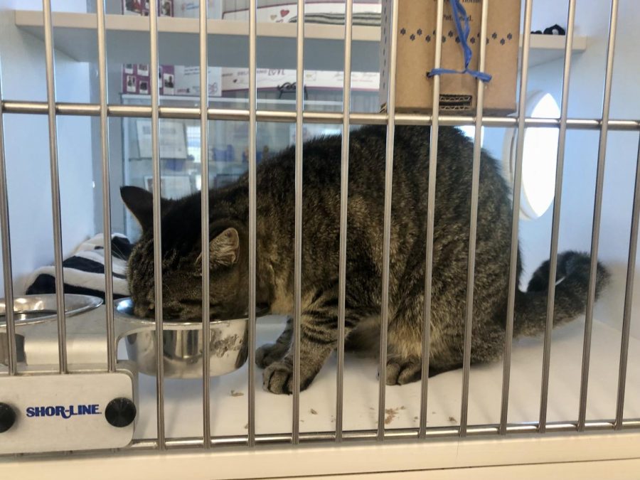 A hungry cat in WCRAS’S adoption center eats food in its kennel. Sept. 18th, 2022