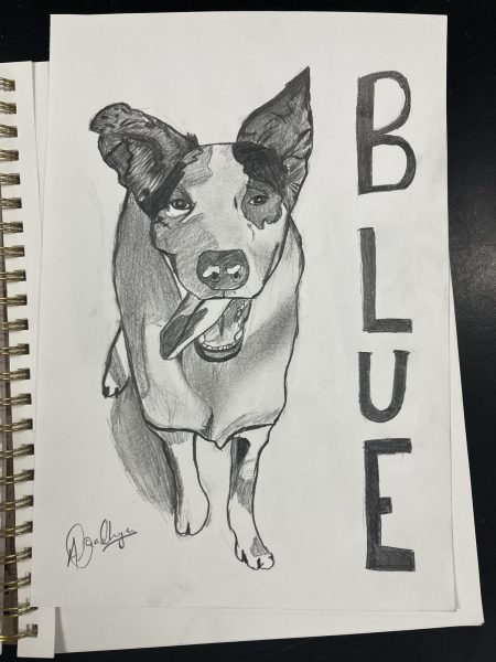 Junior Aradhya Bharti’s completed charcoal pet portrait of a dog named Blue.
